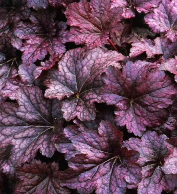 Heuchera ‘Palace Purple’ Coral Bells Hardy Perennial Outdoor Plant,9cm Pot!