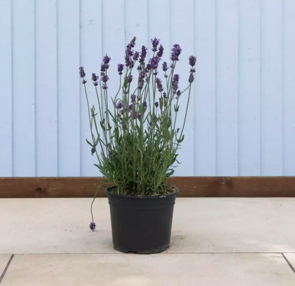 Lavender Hidcote