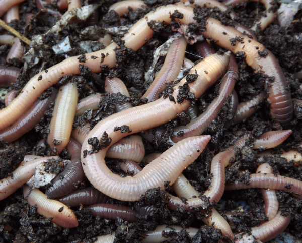50 Lob Worms Live Fishing Bait