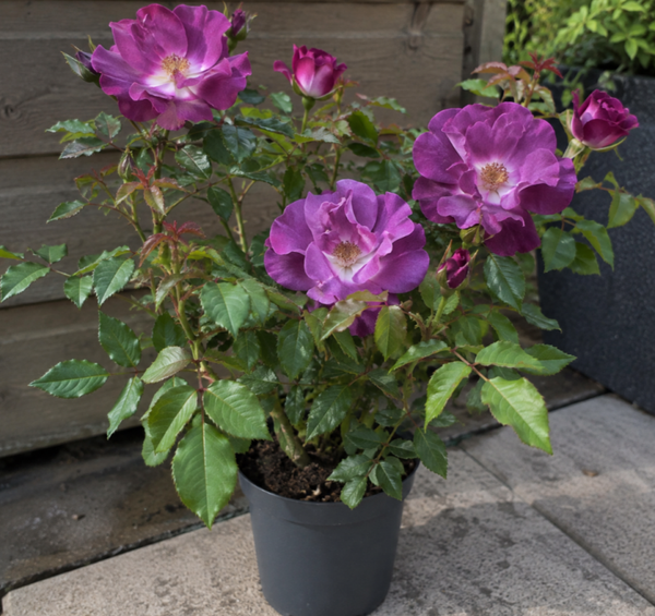 Rhapsody In Blue 2L Potted Roses Bush Floribunda