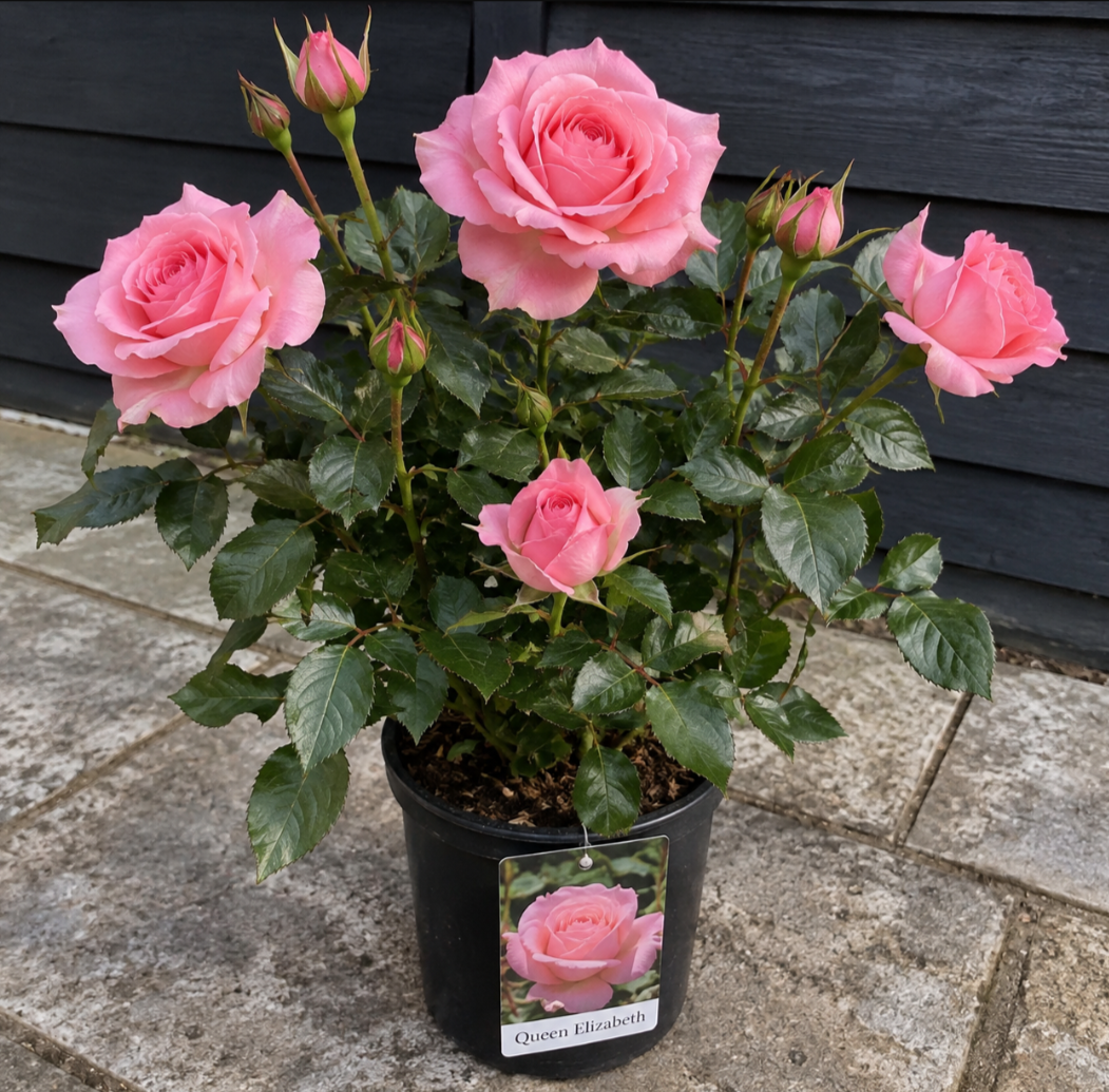 Queen Elizabeth Floribunda 3L Pot Rose