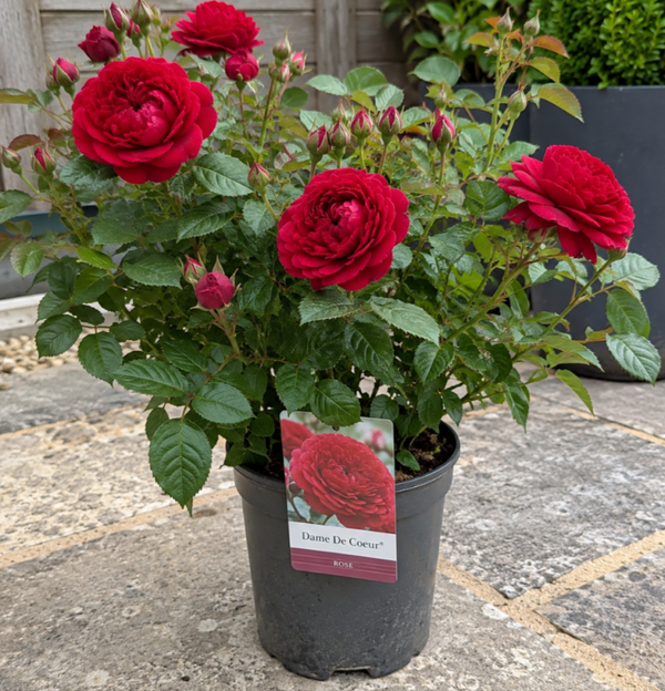 Red Rose 'Dame de Coeur'/RHS 2L Pot Hybrid Tea