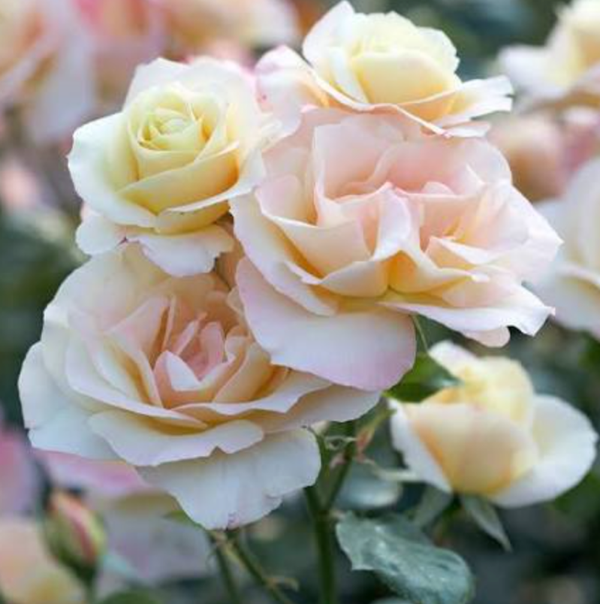 The Apricot Queen Elizabeth Bareroot Rose