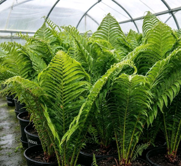 Matteuccia struthiopteris Big Trunk Bareroot Ferns