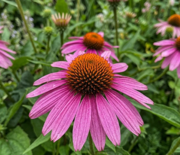 Echinacea Purpurea 1 liter pot