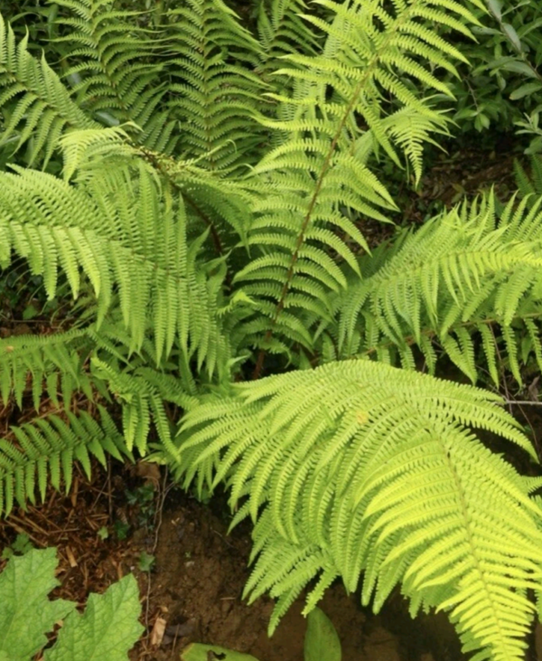 Dryopteris filix-mas (Male Fern) – 2 Liter - Big Trunk