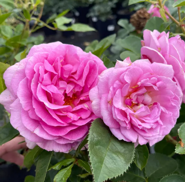 Harkness Special Mum Rose