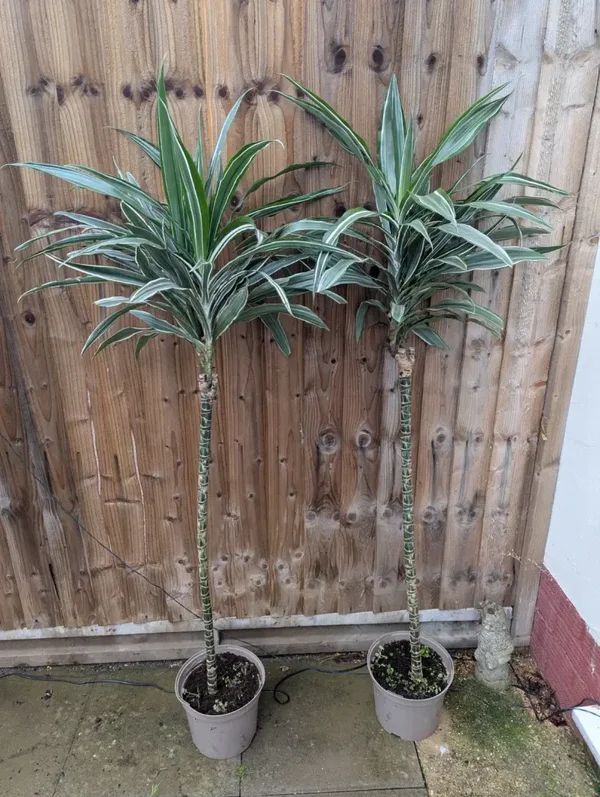 Dracaena fragrans Standard 4.5ft House Plant Green/White