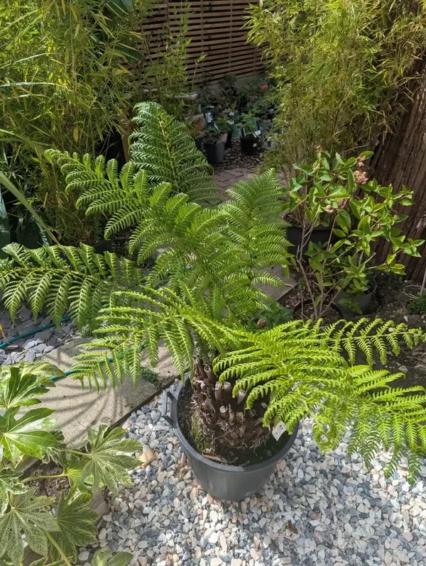 2FT Tree Fern Bareroot Trunk Dicksonia Antarctica