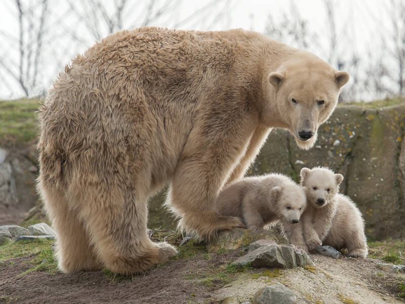 20150228_blijdorp-zat-28-02-15_1161-standard-au6hpr.jpg