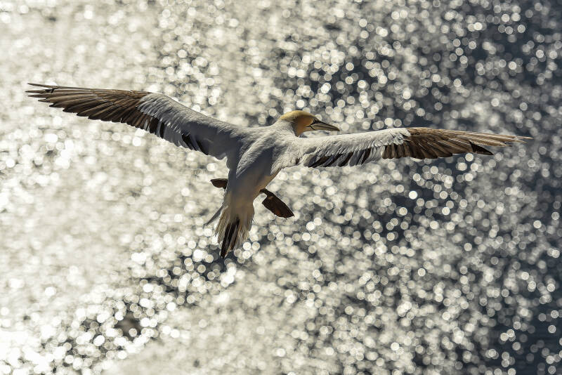 20160718_helgoland-2016-met-ron-en-trudy_1832j-standard-84r4vu.jpg