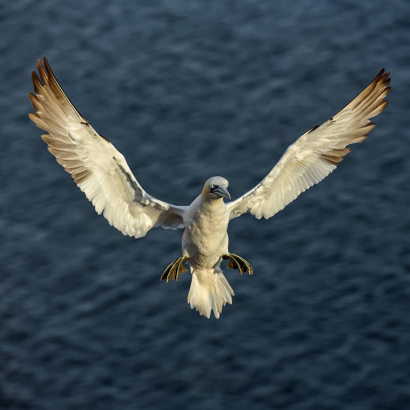 20160718_helgoland-2016-met-ron-en-trudy_2835-standard-rqsqaz.jpg