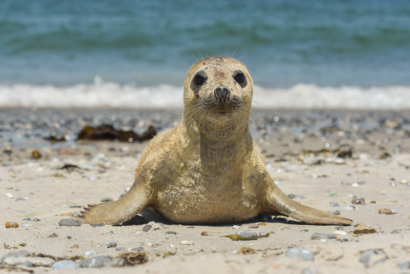 20160719_helgoland-met-ron-en-trudy-deel-2_3679-standard-ls9u0q.jpg