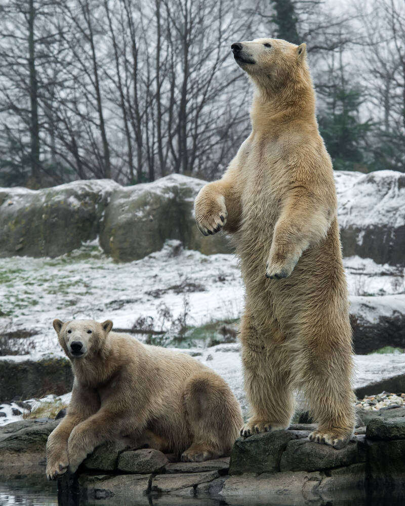 blijdorp-zat-07-01-17_2394-standard-lepm2w.jpg