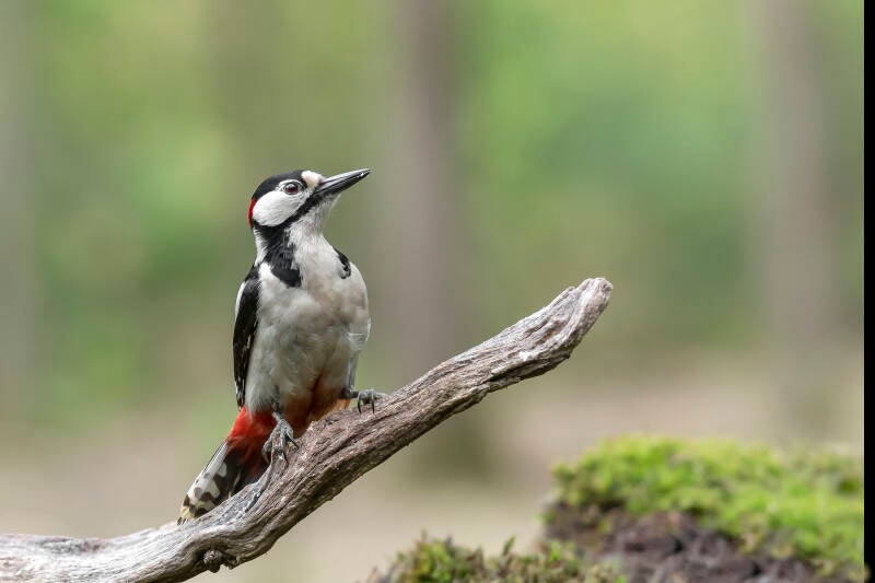 boshut-clinge-d500-ma-29-04-19_2524-standard.jpg