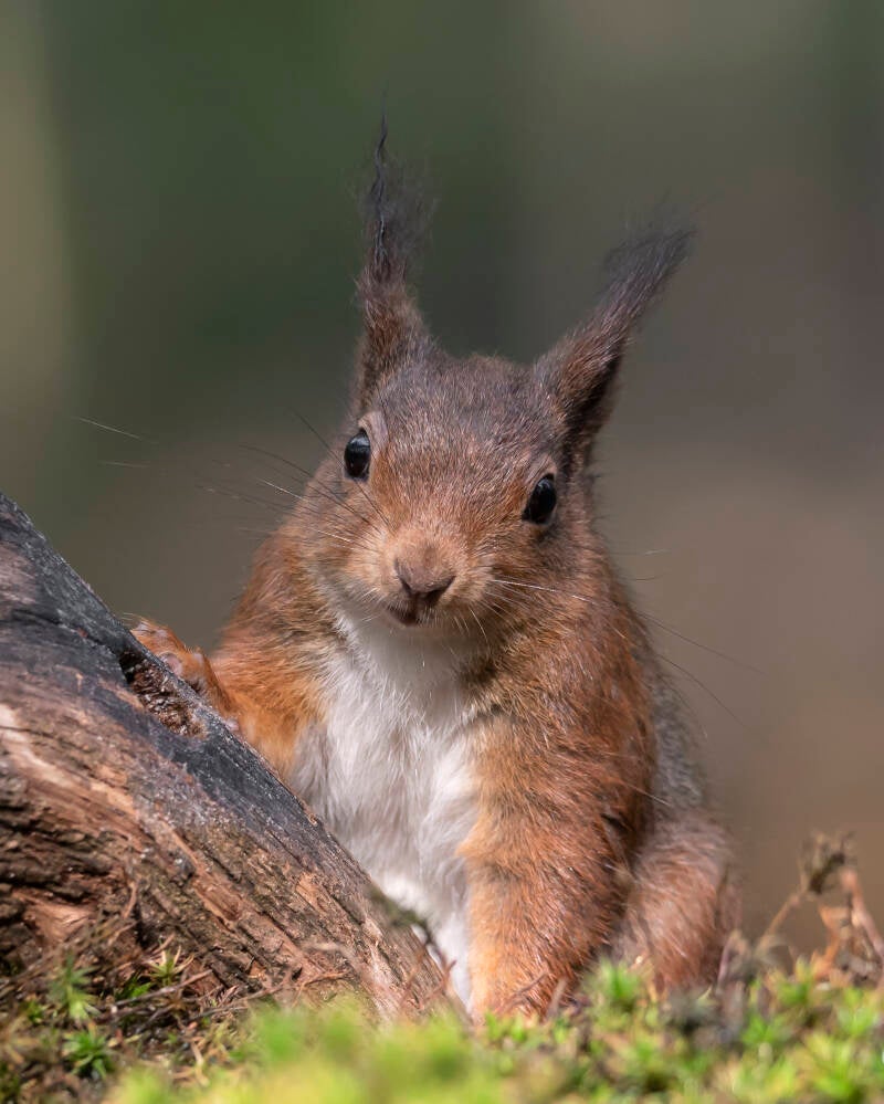 boshut-clinge-d750-ma-29-04-19_2187-standard-6a30e3.jpg