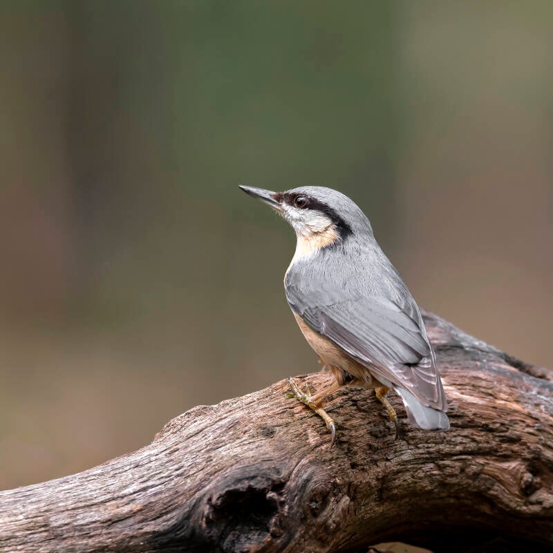 boshut-clinge-d750-ma-29-04-19_24201-standard.jpg