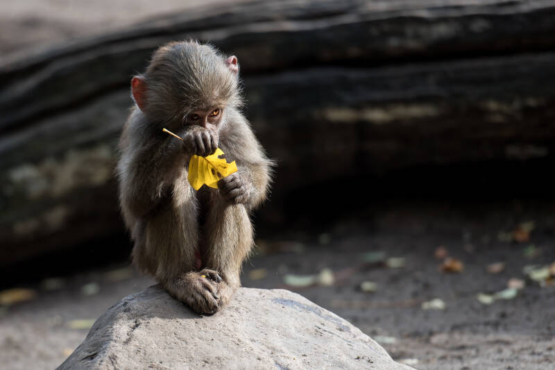 dierenpark-amersfoort-vrij-20-10-17-147-standard-21f6ea.jpg
