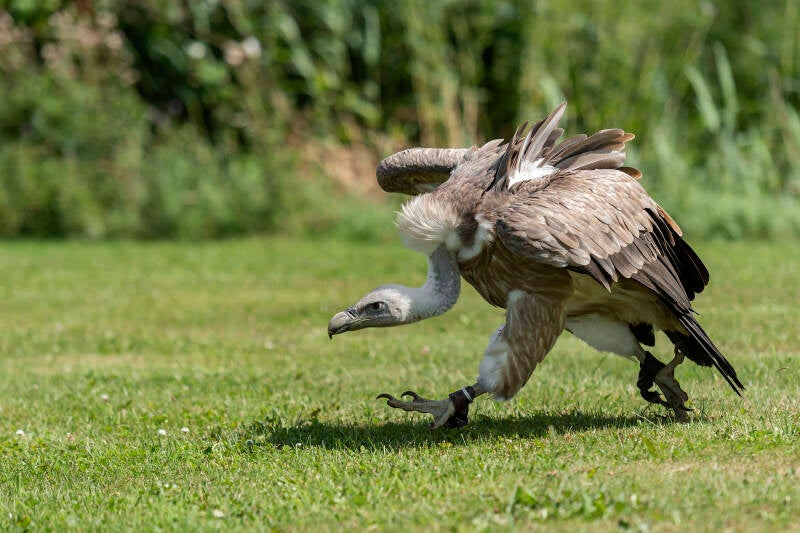 texel-augustus-2019-d750-_3335-standard-n5ouwf.jpg