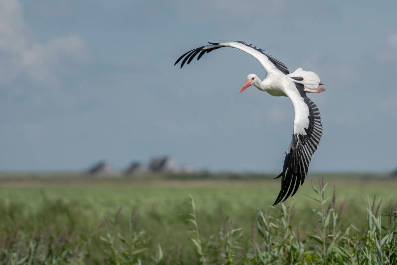 texel-augustus-2019-d750-_3445-standard-mem29h.jpg