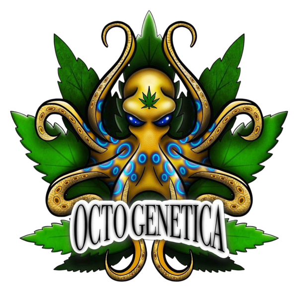 -Octogenetica- Freakshow Autoflo