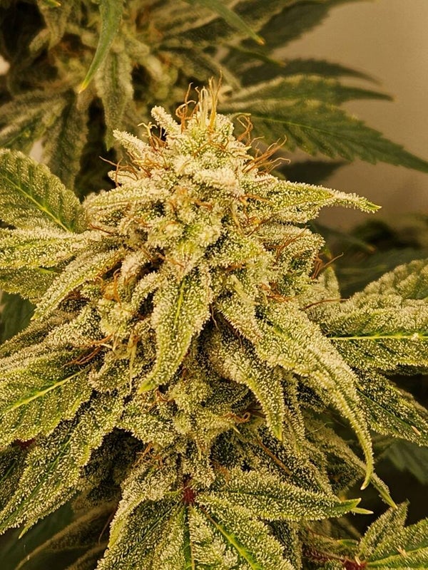 The Duke R4 Auto Fem 3 Pack