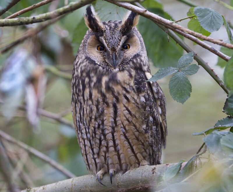 Uilen kunnen helpen met ratten vangen