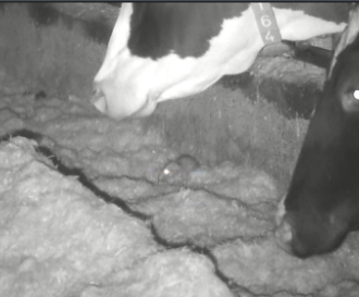 De rat zit in het koeienvoer op de deel (middengang) en eet van de mais.