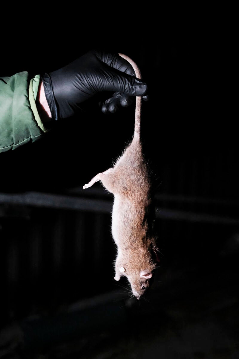 Een dood geschoten rat.