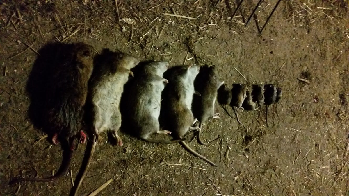 Släpp Ratten Hoe krijg je ratten en muizen je huis uit zonder gif. / Blog ...