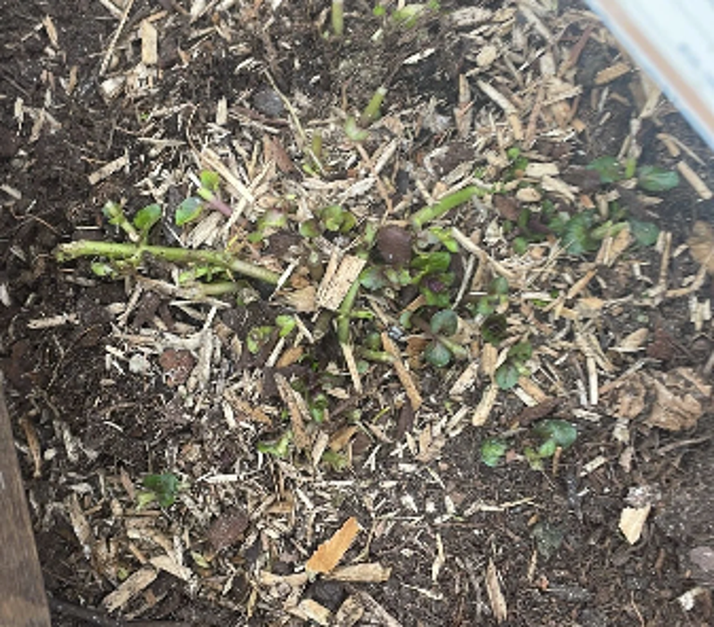 Geheel door ratten opgegeten muntplantjes