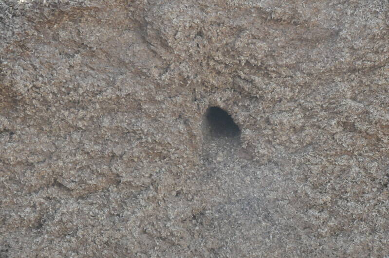 Rattengang in de bierborstel. Foto Ecorat