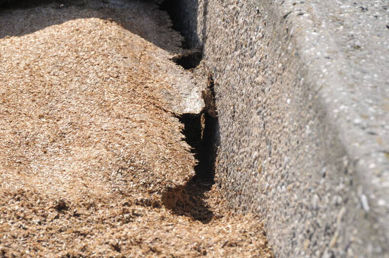 Rattengang onder het landbouwplastic door de bierborstel. Foto EcoRat