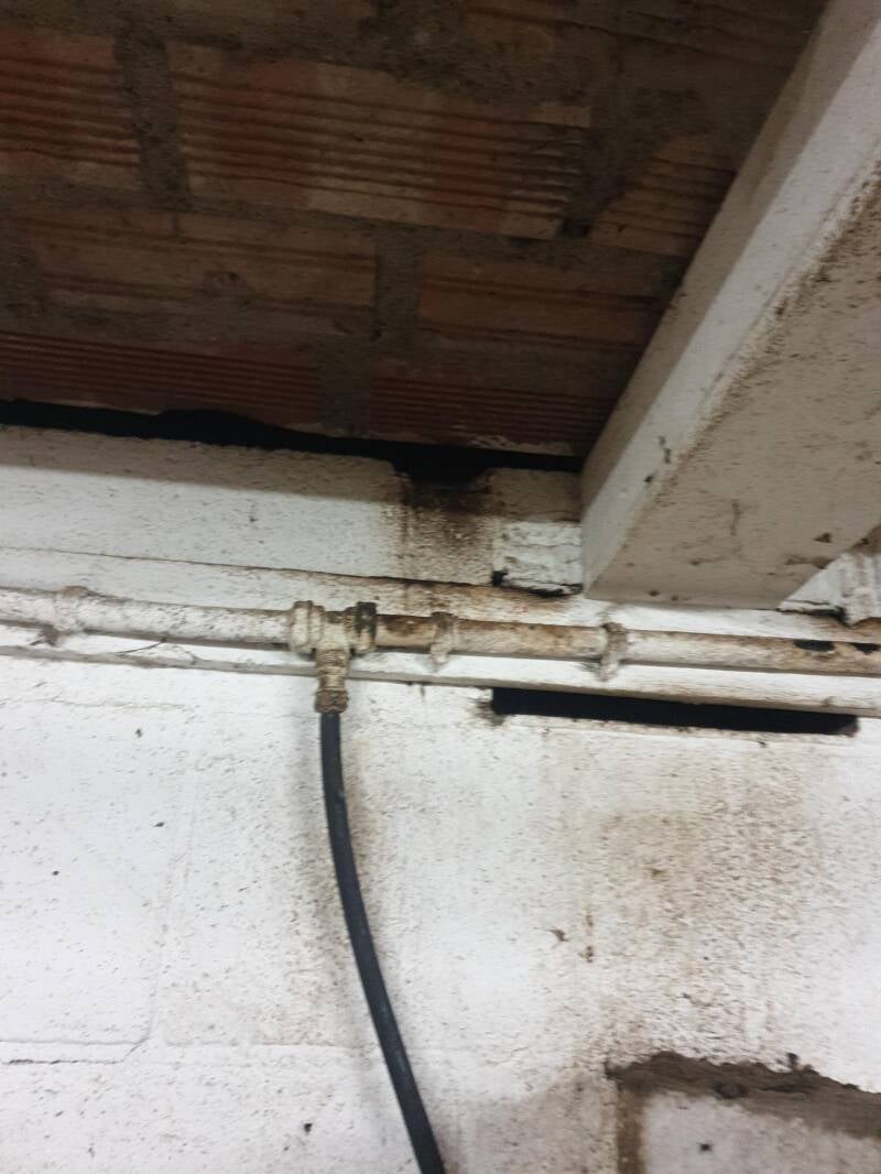 Bruin buiksmeer van ratten is zichtbaar op de muur.