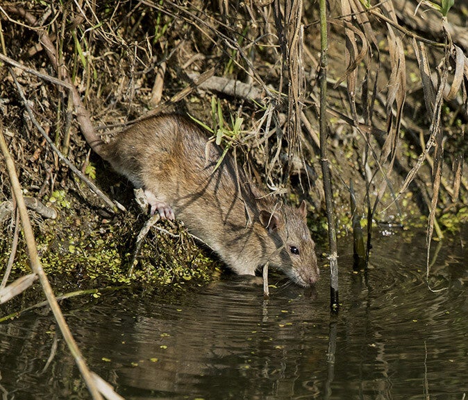 Drinkende rat. De rat zoekt drinken en verkoeling bij de sloot.