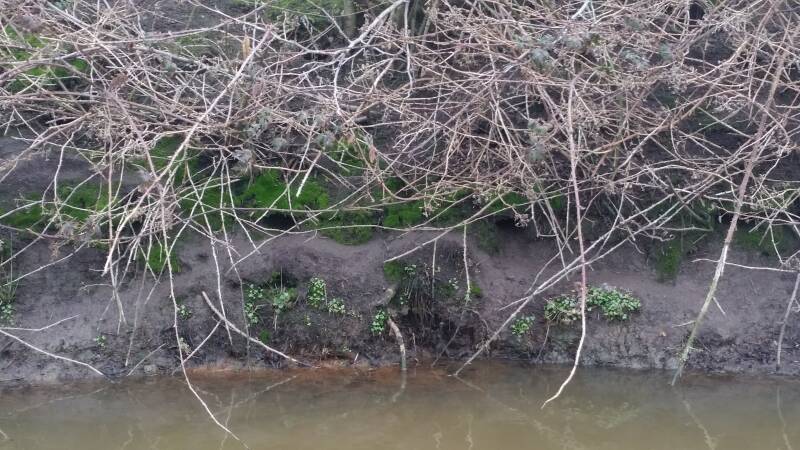 Ratten holen in de slootkant onder de bodembedekkers.