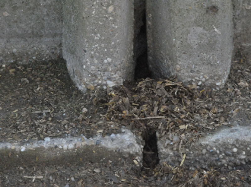 Ratten gaan tussenen de elementen van de sleufsilo door en eten een gang de maiskuil in.