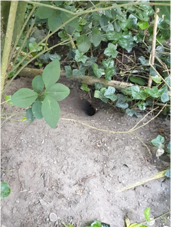 Een rattengang die uitkomt onder het struikgewas en verborgen wordt door de hydra planten..