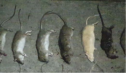 Een witte rat ligt tussen de bruine ratten.