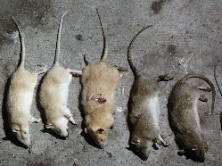 3 bestreden witte ratten.