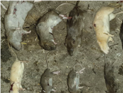 Twee witte ratten op tableau