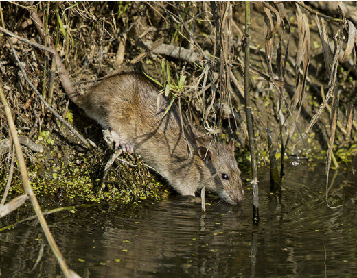 Drinkende rat. De rat zoekt drinken en verkoeling bij de sloot.