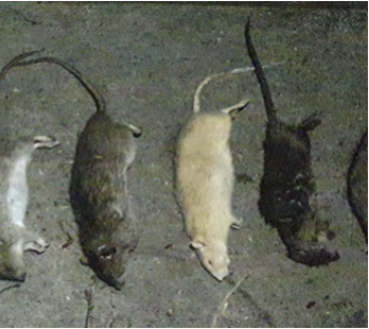 Een witte rat ligt tussen de bruine ratten.