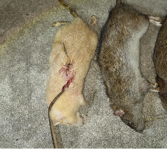 Nog een witte rat op het tableau