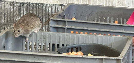 Grote rat die overdag actief is.