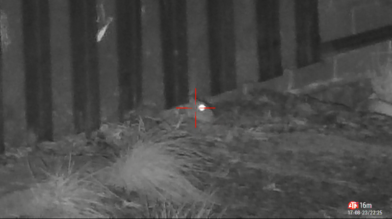 Rat kijkt onder de golfplaat door om te zien of het veilig is.