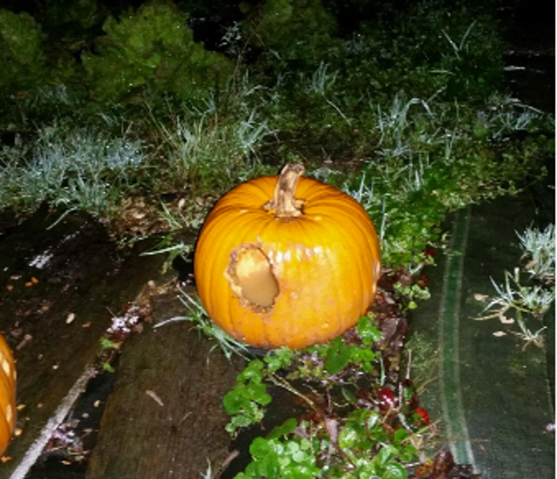 Ratten vreten door de schil van de pompoen. Ze doen zich tegoed aan het vruchtvlees.