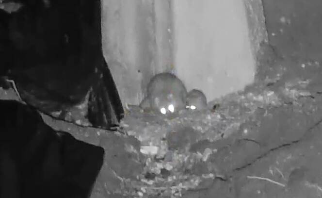 Hoeveel jongen krijgt een bruine rat? Deze moederrat is hier met twee jongen aan het eten.