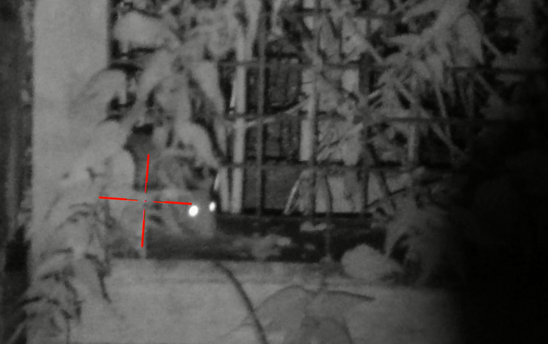 Rat komt door het gaas uit het kippenhok. Zichtbaar onder infrarood licht.