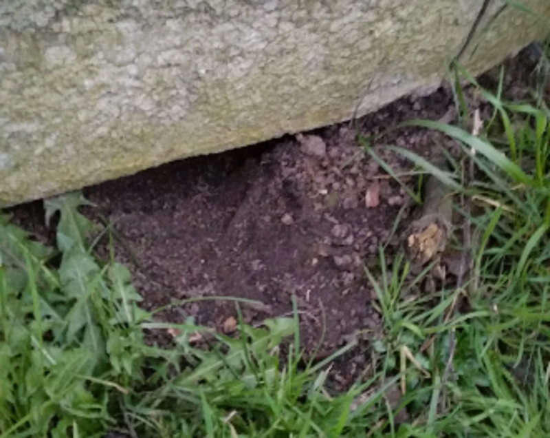 Een uitgang van ratten onder de betonplaat. Vers gegraven.